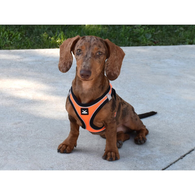 Nayeco X-TRM Neo Laranja Peitoral para cães,  Imagem número 2 Nayeco X-TRM Neo Laranja Peitoral para cães, , large Imagem número 2